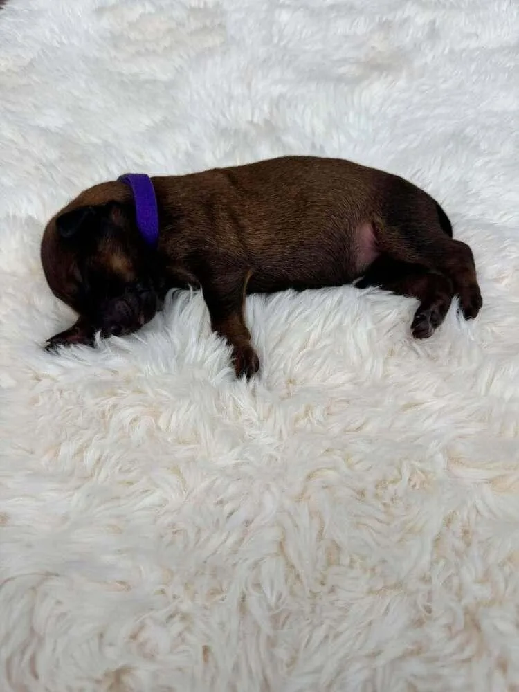 A baby small-sized female Tricolor (Brown, Black, & White) Belgian Shepherd / Malinois dog named New Light Litter Rayne for adoption in Imlay City, MI
