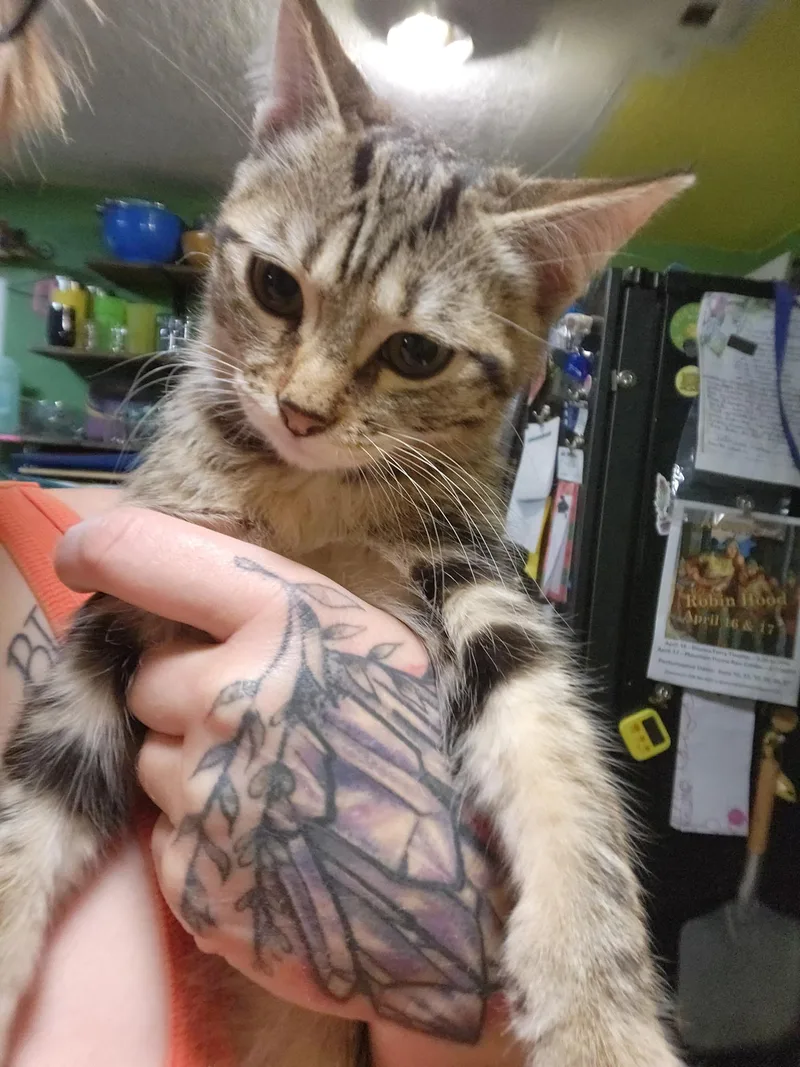 A baby small-sized female Domestic Short Hair cat named Skittles for adoption in Heyburn, ID