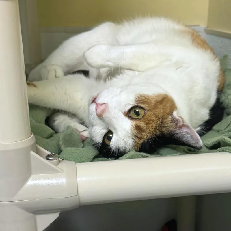 An adult large-sized female Domestic Short Hair cat named Frankie for adoption in Woodinville, WA