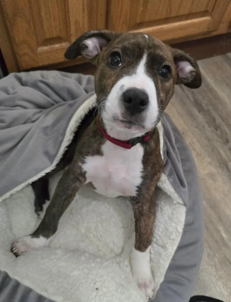 A baby medium-sized male Brindle Pit Bull Terrier dog named Roscoe for adoption in Springfield, IL
