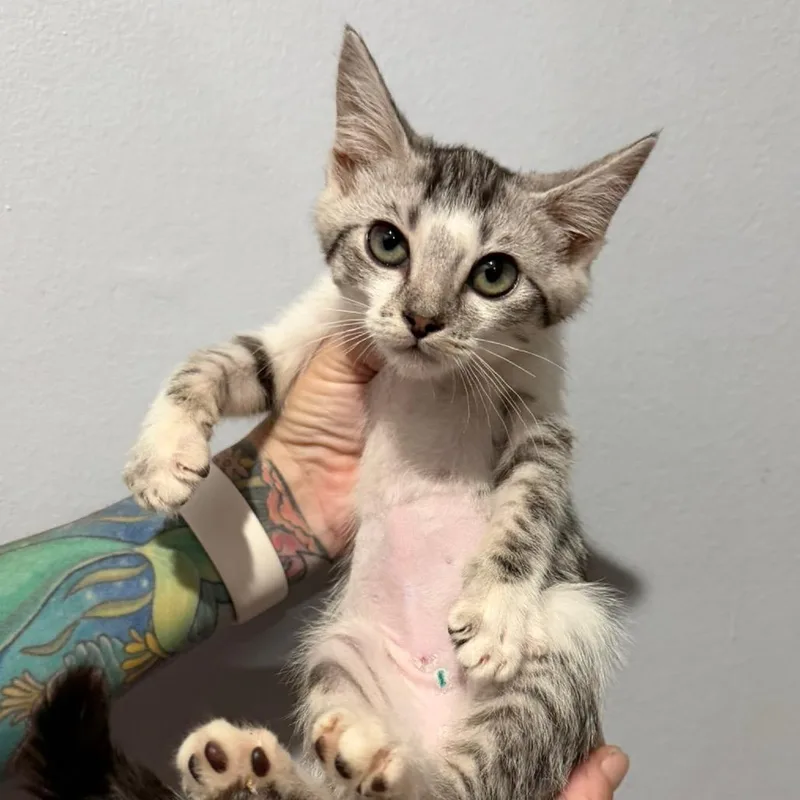 A baby small-sized female Gray / Blue / Silver Domestic Short Hair cat named Tia for adoption in Simi Valley, CA