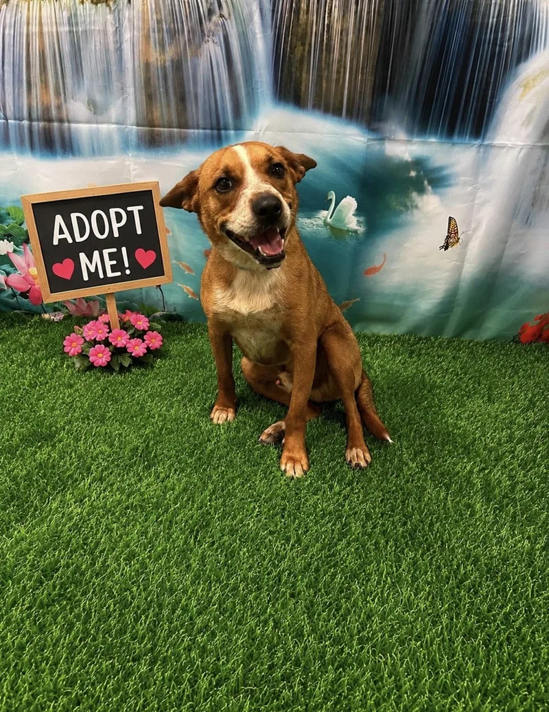 An adult medium-sized male Cattle Dog dog named Pax for adoption in Euless, TX