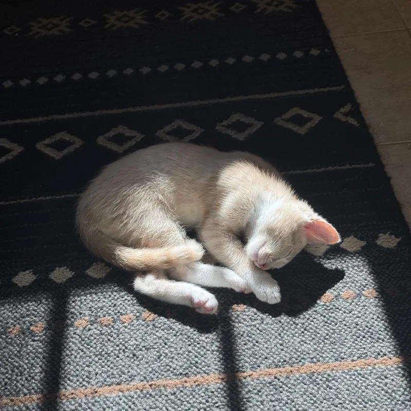 Gilligan