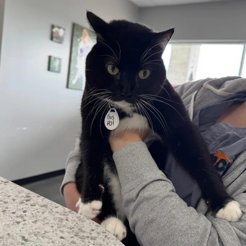 A senior large-sized male Black Domestic Short Hair cat named Gus for adoption in Normal, IL
