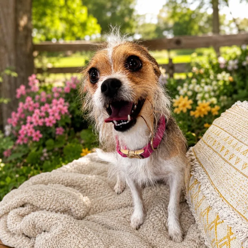 Piper