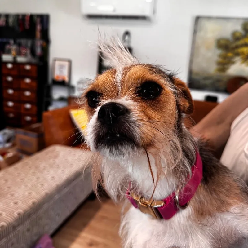 Piper thumbnail 2