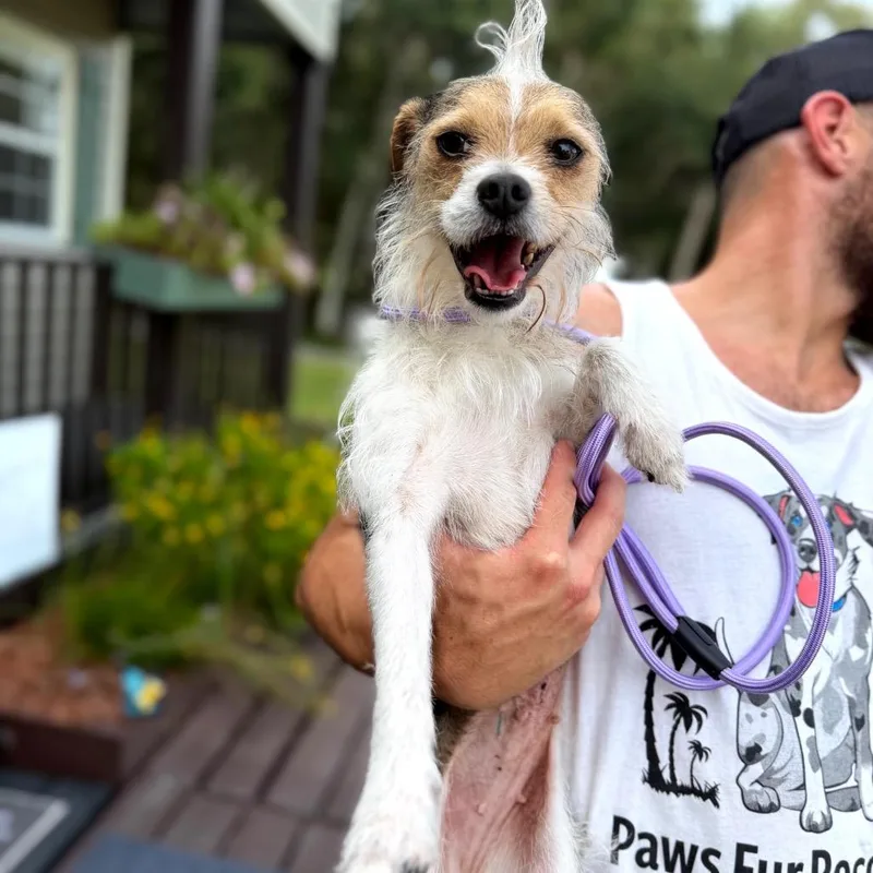 Piper thumbnail 4