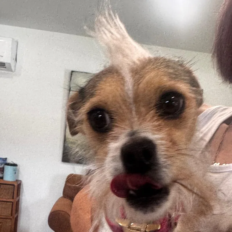 Piper thumbnail 5