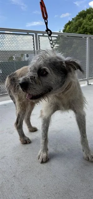 An adult medium-sized male Border Terrier dog named Karl for adoption in Miami, FL