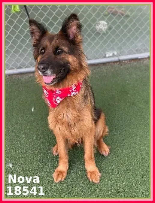 Nova