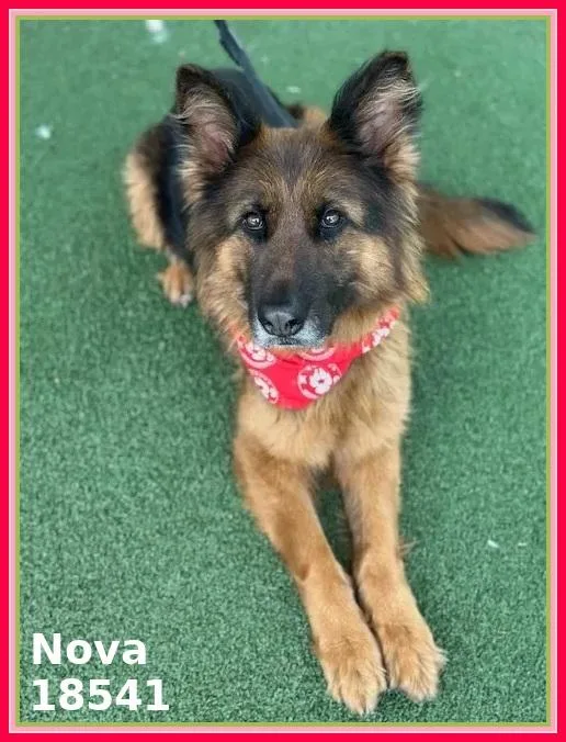 Nova thumbnail 3