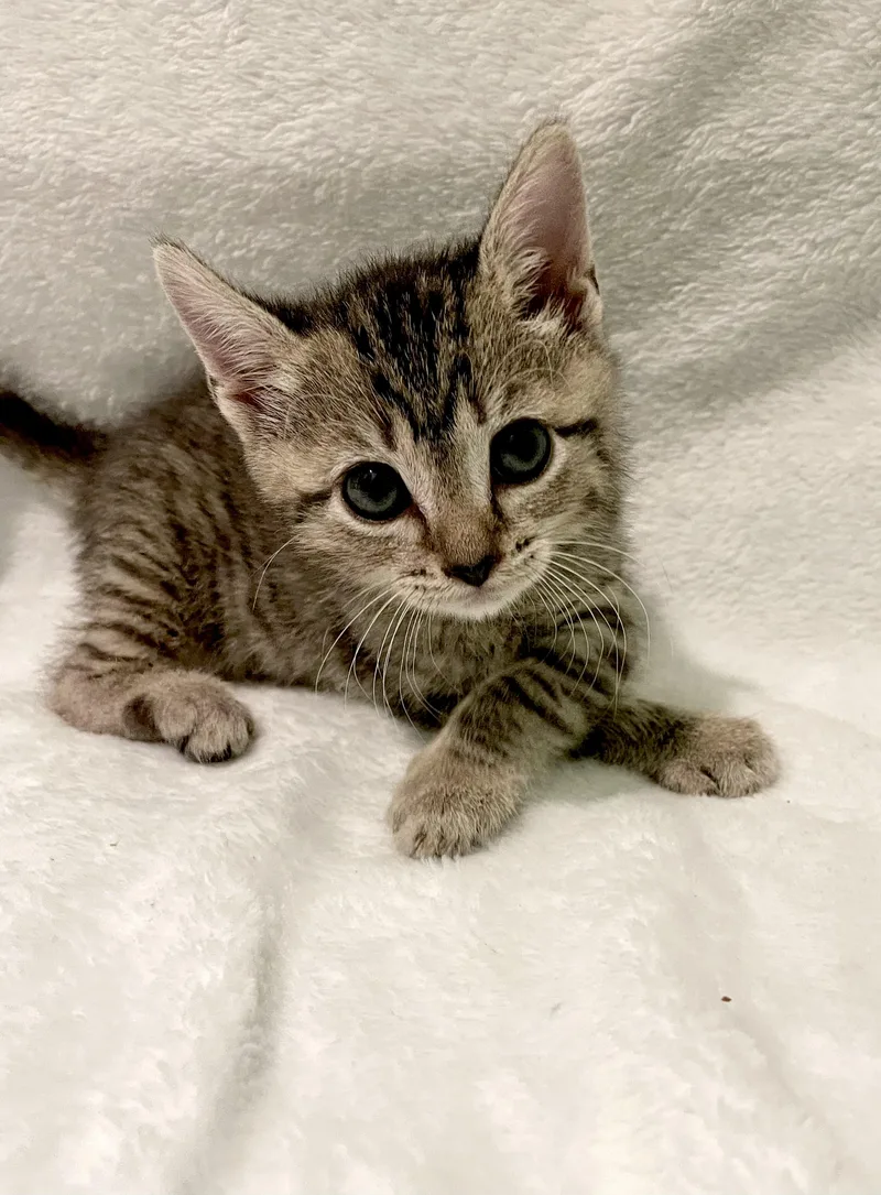 Magnolia thumbnail 2