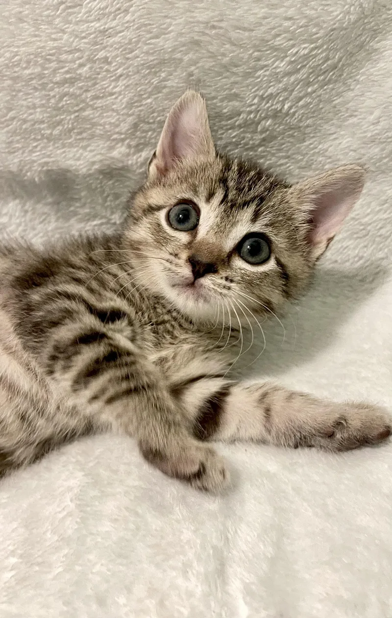 A baby medium-sized female Tabby (Brown / Chocolate) Domestic Short Hair cat named Magnolia for adoption in Greensboro, NC