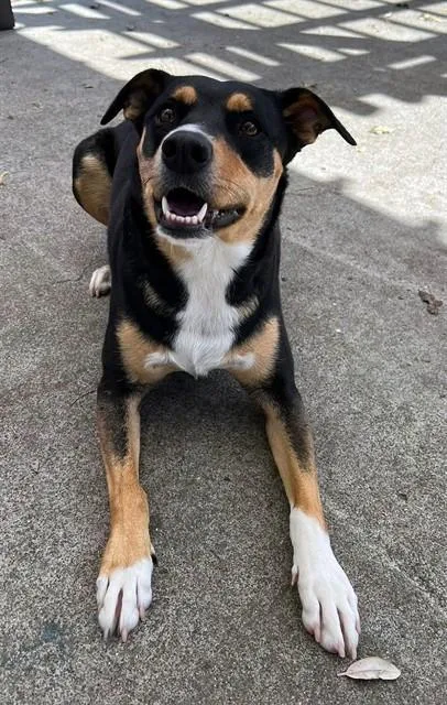 An adult medium-sized female Doberman Pinscher dog named Maya for adoption in Alameda, CA