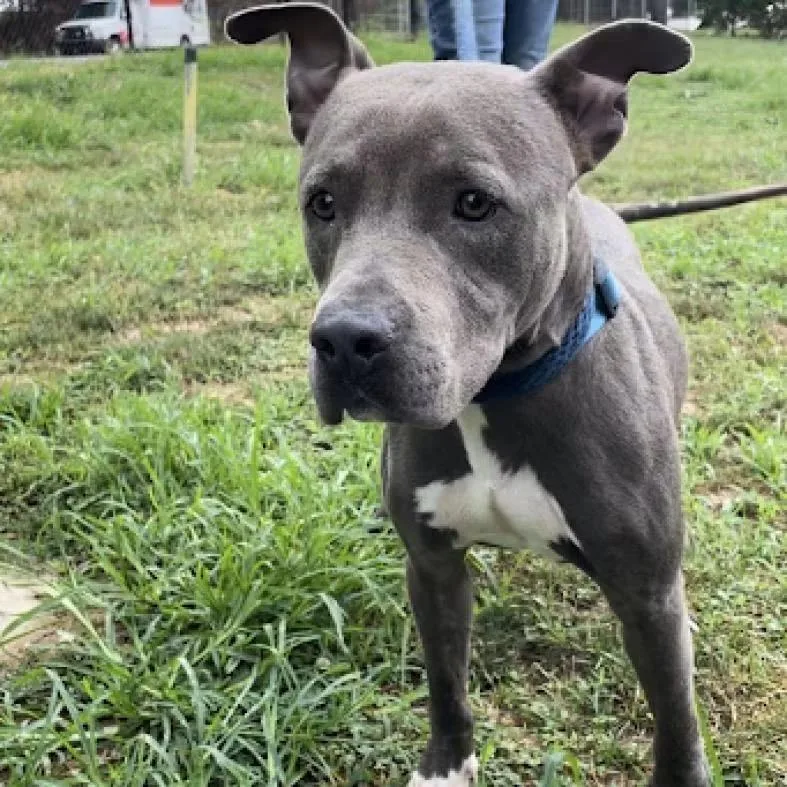An adult medium-sized male American Bully dog named Rain for adoption in Newfoundland, NJ