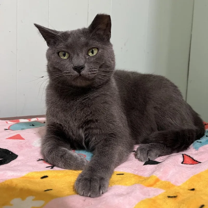 Percival thumbnail 2