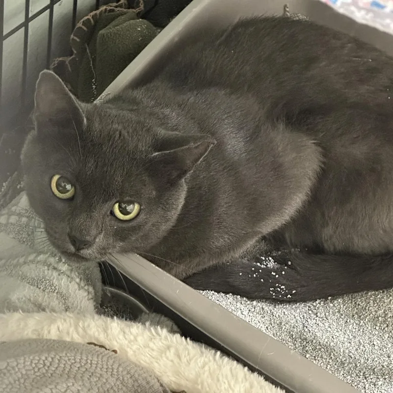 Percival thumbnail 3