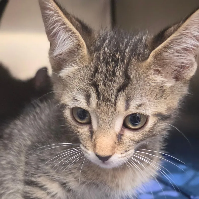 A baby small-sized male Brown / Chocolate Domestic Short Hair cat named Persimmon for adoption in Lakeland, FL