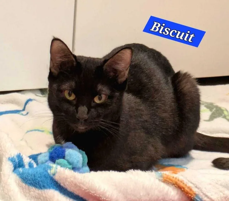 Biscuit