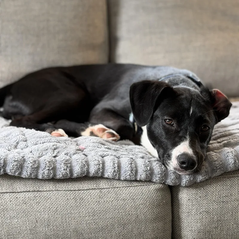 A baby medium-sized male Black Labrador Retriever dog named Scout for adoption in Chatham, NJ