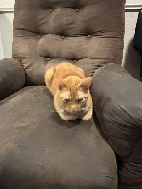 An adult medium-sized male Domestic Short Hair cat named Sandstorm for adoption in Oklahoma City, OK