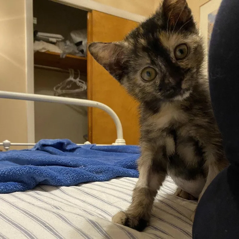 A baby medium-sized female Domestic Short Hair cat named Cribbage for adoption in Candler, NC