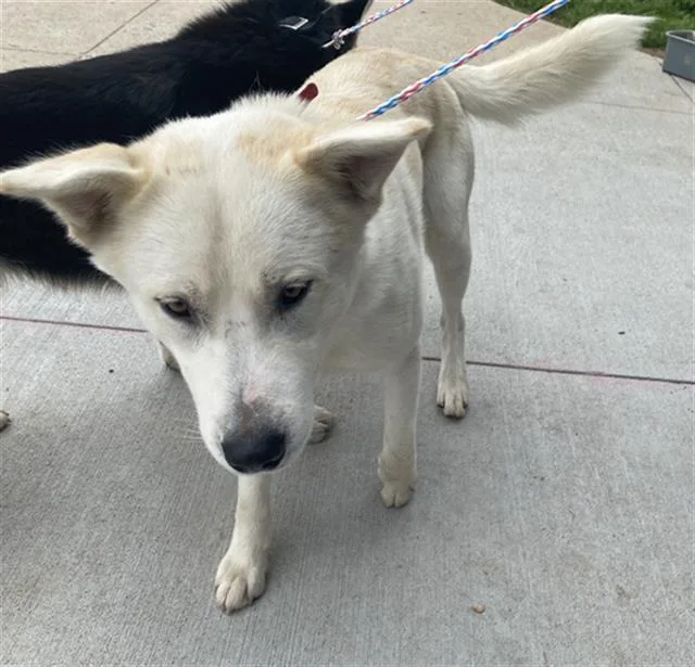 A young large-sized male Mixed Breed dog named Snow for adoption in Dallas, TX
