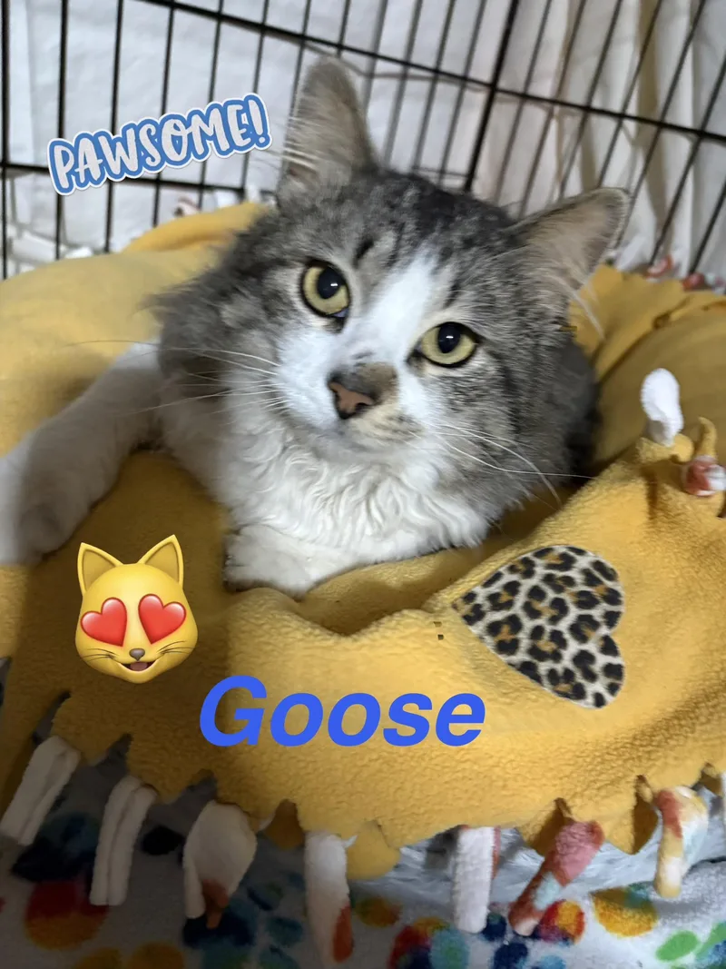 Goose