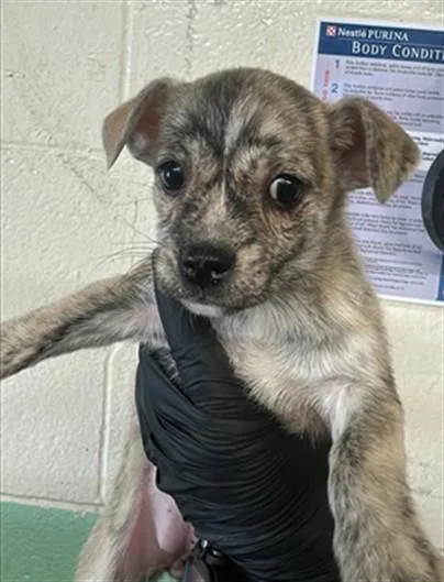 A baby small-sized female Terrier dog named Jessie for adoption in Sacramento, CA