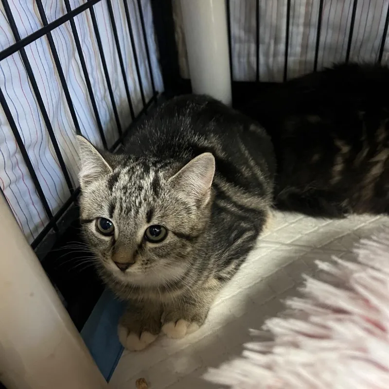 A young small-sized female Gray / Blue / Silver Domestic Short Hair cat named Thumper for adoption in Columbus, NC