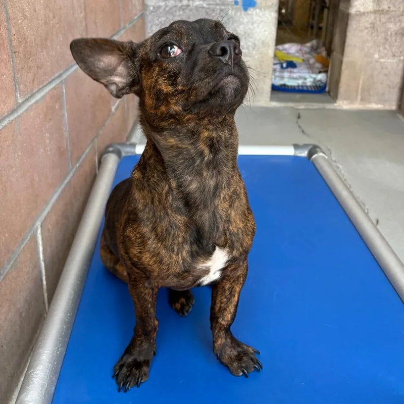 A young small-sized male Brown / Chocolate Terrier dog named Reese for adoption in Santa Barbara, CA