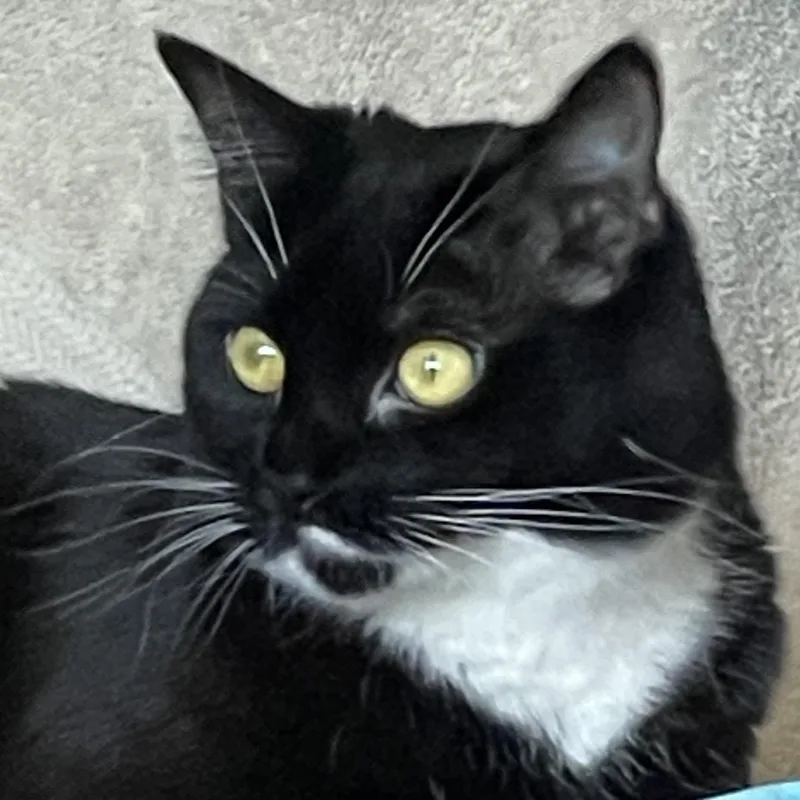 An adult large-sized female Black & White / Tuxedo Tuxedo cat named Valentine Big beautiful for adoption in Fountain Valley, CA