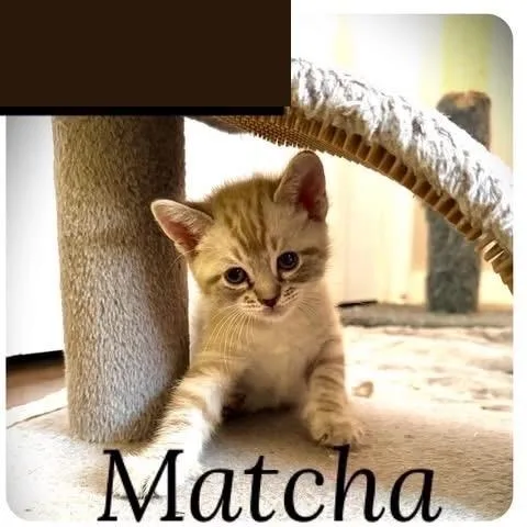 A baby medium-sized male Buff / Tan / Fawn Siamese cat named Matcha for adoption in Vacaville, CA
