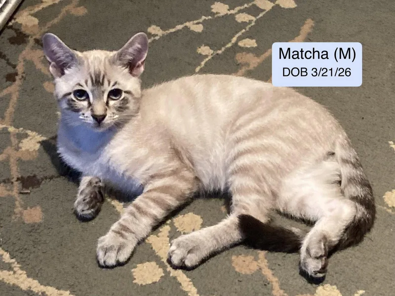 Matcha thumbnail 2