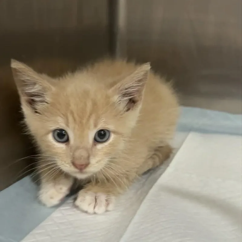 A baby medium-sized male Cream / Ivory Domestic Short Hair cat named Copper for adoption in Ephrata, PA