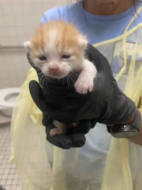 A baby medium-sized male Domestic Short Hair cat named Lily for adoption in Dallas, TX