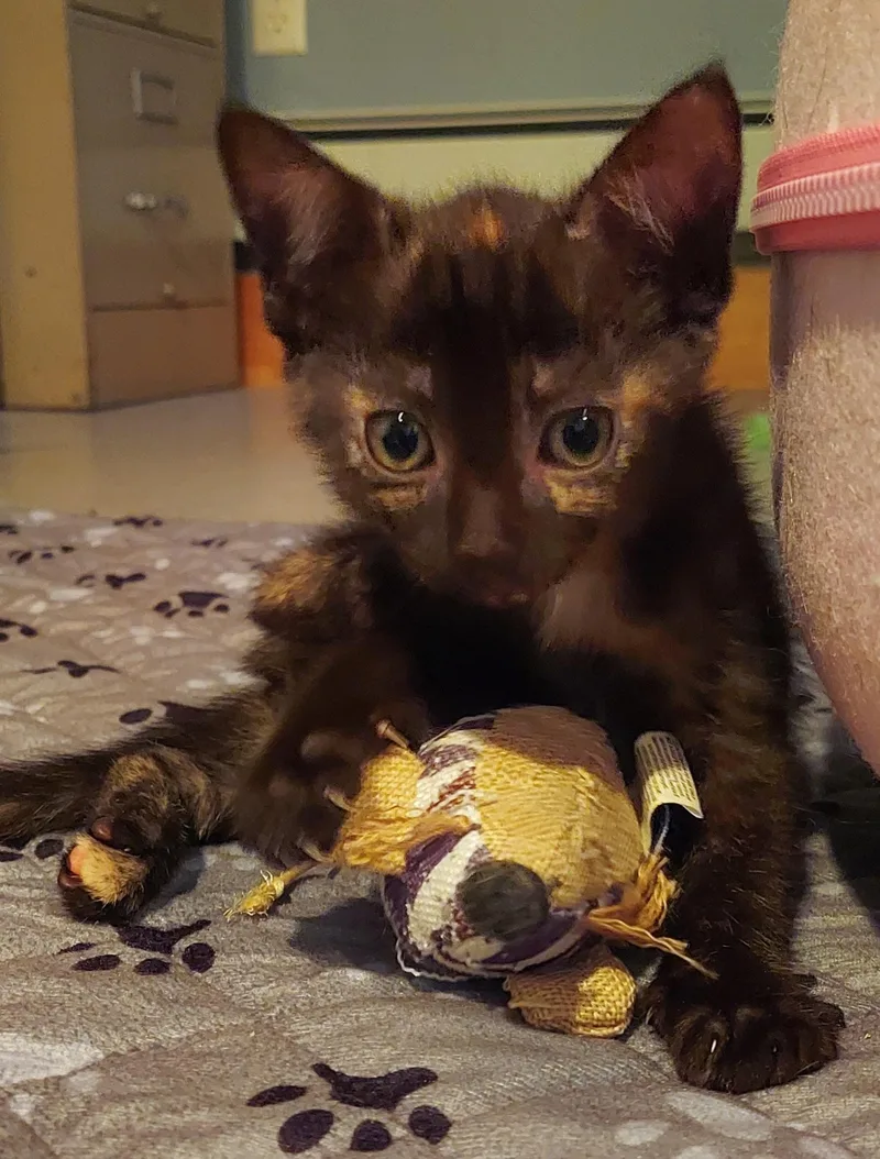 A baby medium-sized female Tortoiseshell cat named Nectar for adoption in Succasunna, NJ
