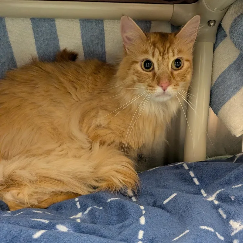 An adult large-sized male Orange / Red Domestic Long Hair cat named Cheeto for adoption in Springfield, MA