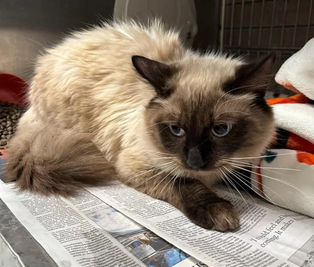 An adult medium-sized male Siamese cat named Cain for adoption in Baldwin Park, CA