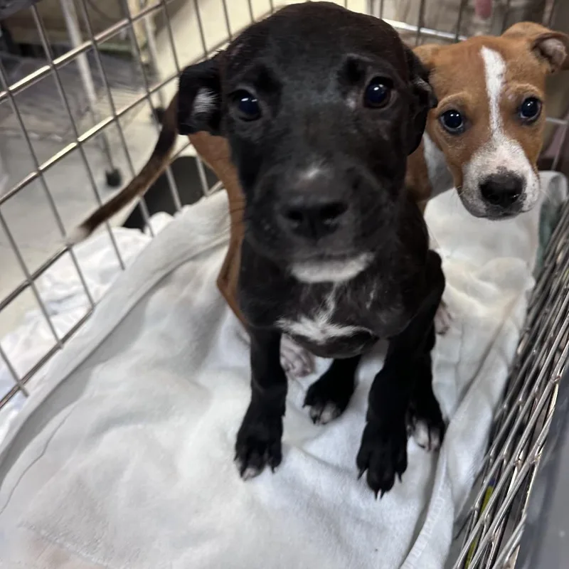A baby medium-sized male Black Pit Bull Terrier dog named Nick for adoption in West Plains, MO