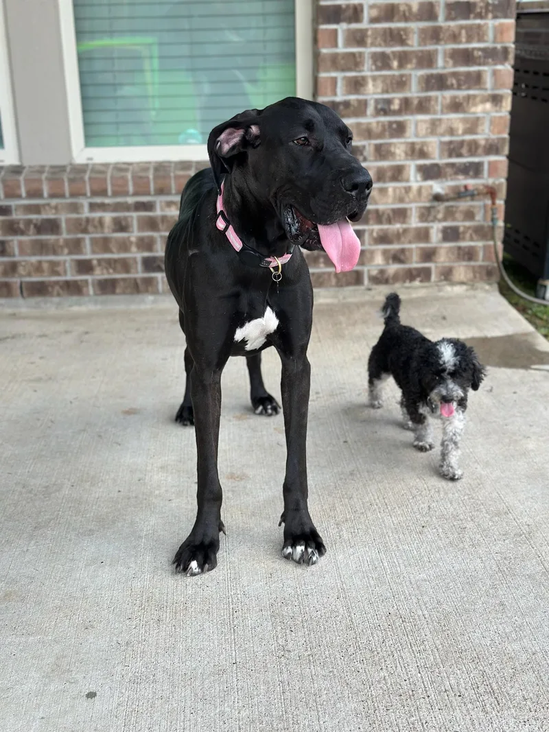 A young large-sized female Great Dane dog named Sailor for adoption in Houston, TX