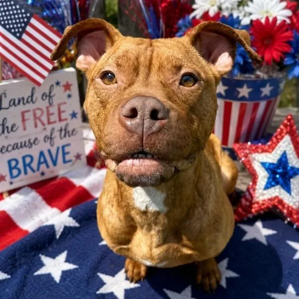 An adult medium-sized female Red / Chestnut / Orange Mixed Breed dog named Rose for adoption in Grand Rapids, MI