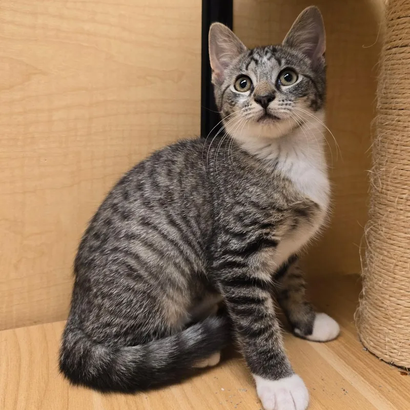 A baby medium-sized female Domestic Short Hair cat named Celeste for adoption in Warwick, RI