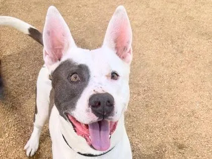 An adult large-sized male White / Cream Mixed Breed dog named Steve for adoption in Georgetown, TX