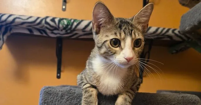 A baby small-sized male Domestic Short Hair cat named Corwin for adoption in O'Fallon, MO