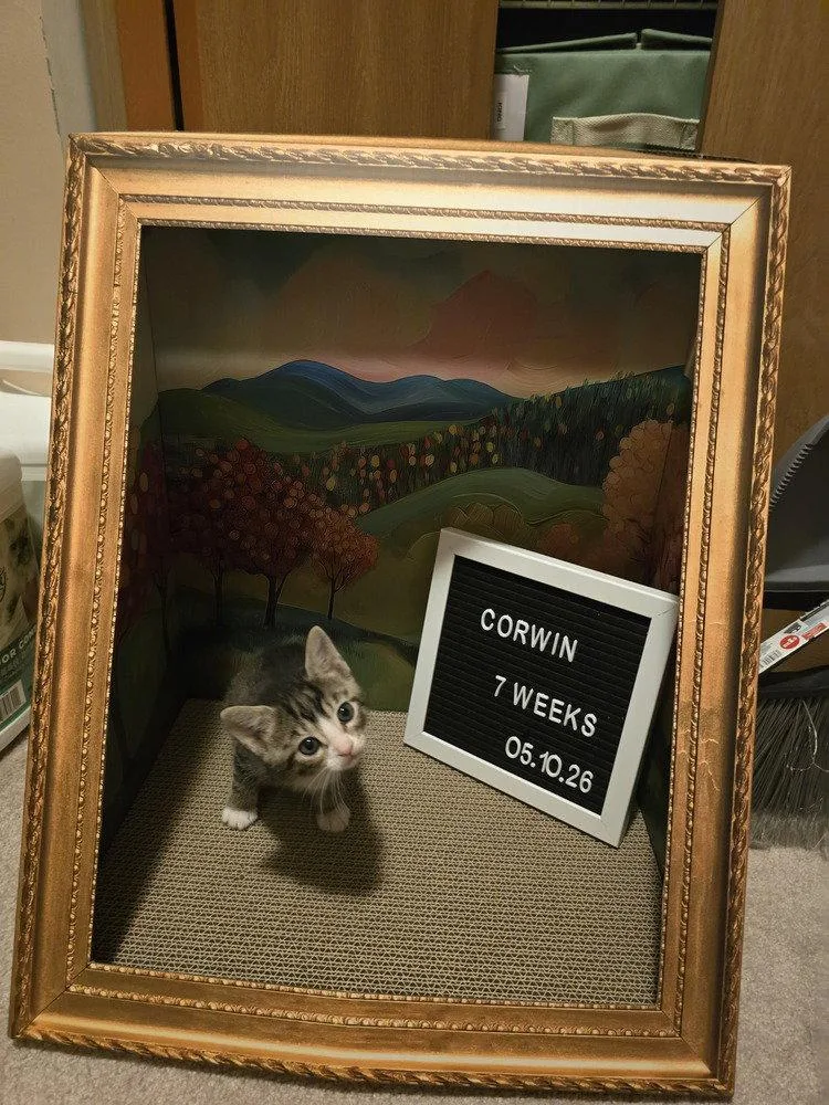 Corwin thumbnail 2