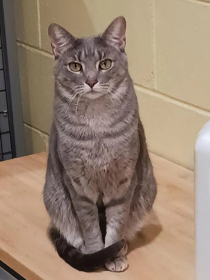 A young medium-sized female Gray & White Tabby cat named Mistletoe aka Missy for adoption in Kinnelon, NJ