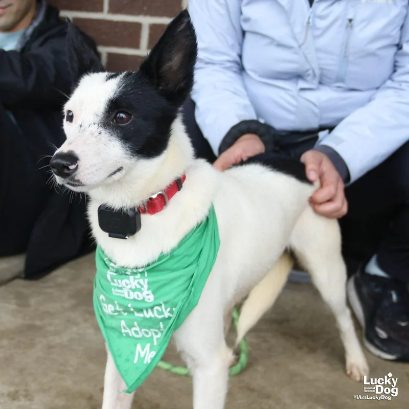 A young small-sized female Jack Russell Terrier dog named Willowy for adoption in Washington, DC