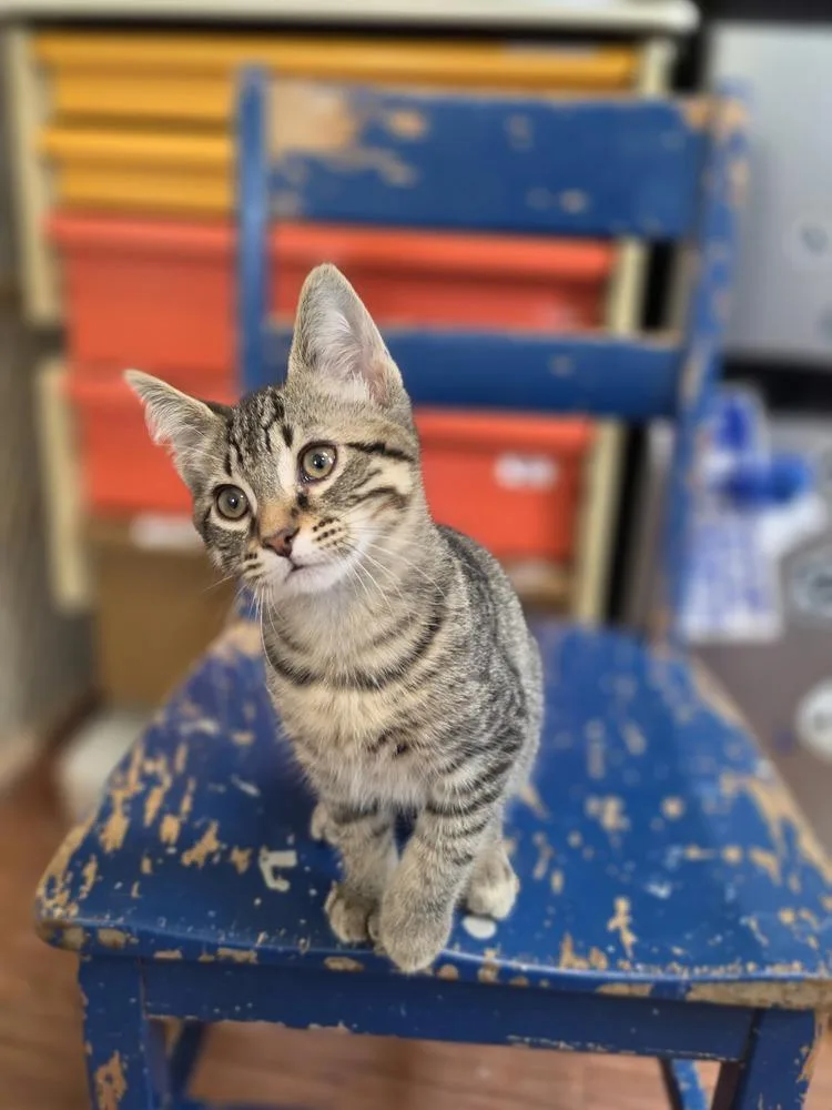 A young medium-sized male Domestic Short Hair cat named Chia for adoption in Wild Rose, WI