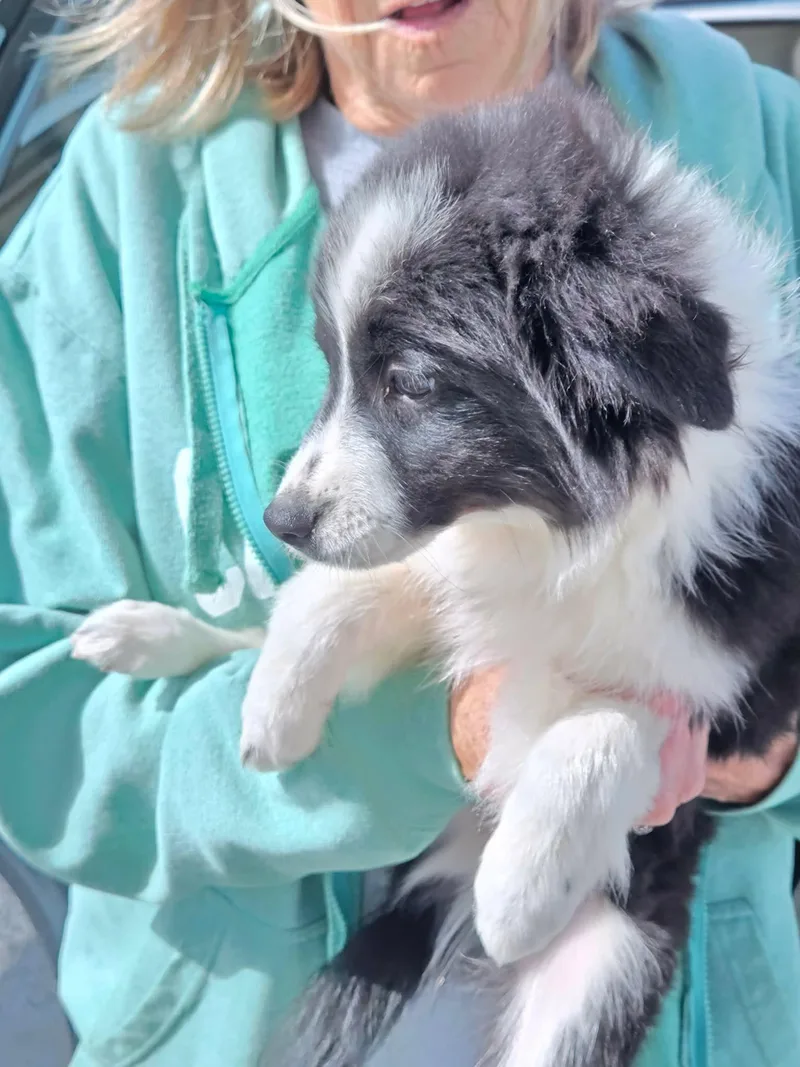 A baby small-sized female American Eskimo Dog dog named Joelle for adoption in Havertown, PA